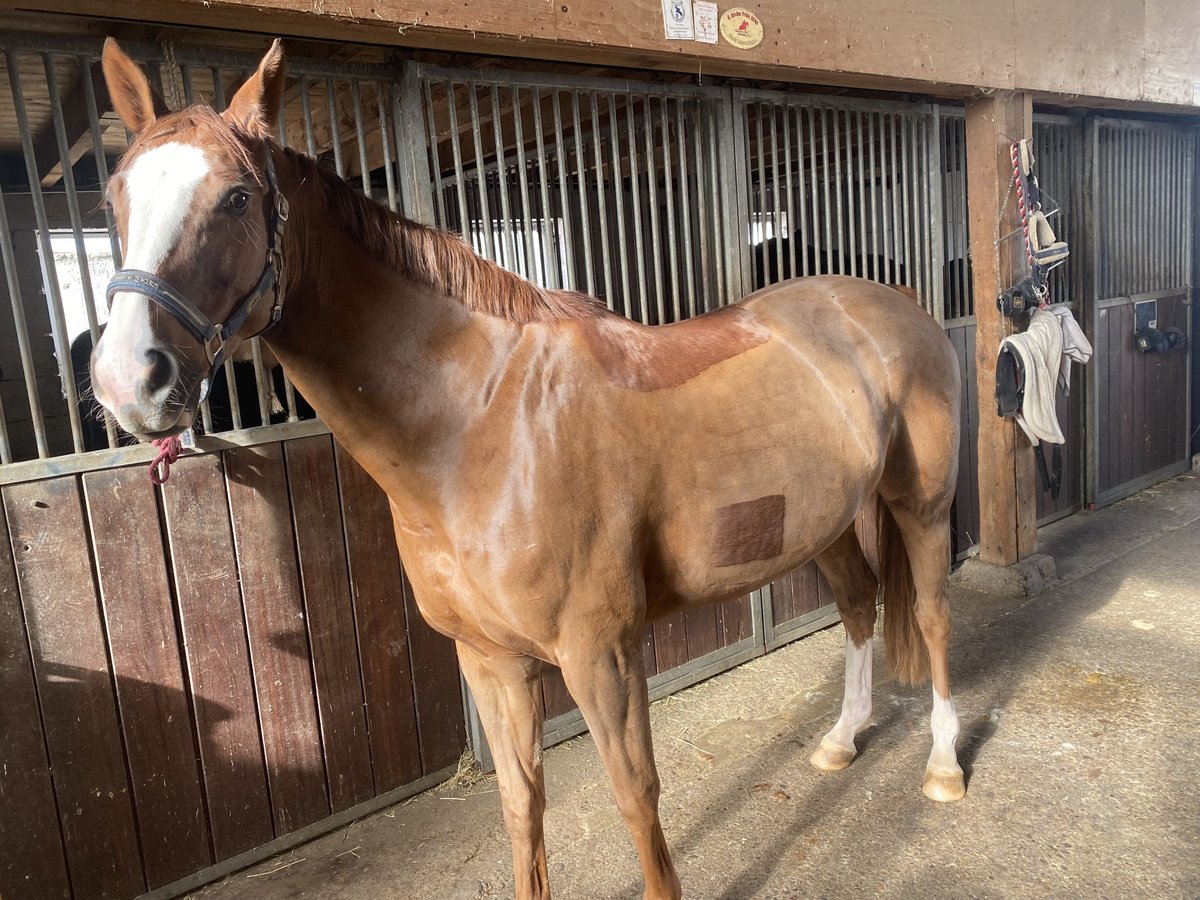 Caballo de salto Oldenburgo Yegua 9 años 158 cm Alazán-tostado in Worms