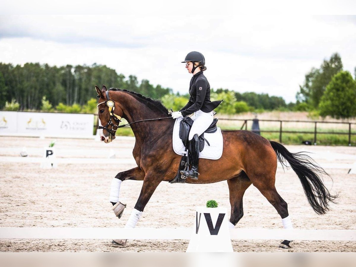 Caballo de salto Oldenburgo Yegua 9 años 167 cm Castaño oscuro in Biała Podlaska