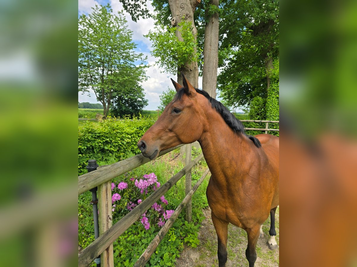 Caballo de salto Oldenburgo Yegua 9 años 169 cm Castaño in Löningen