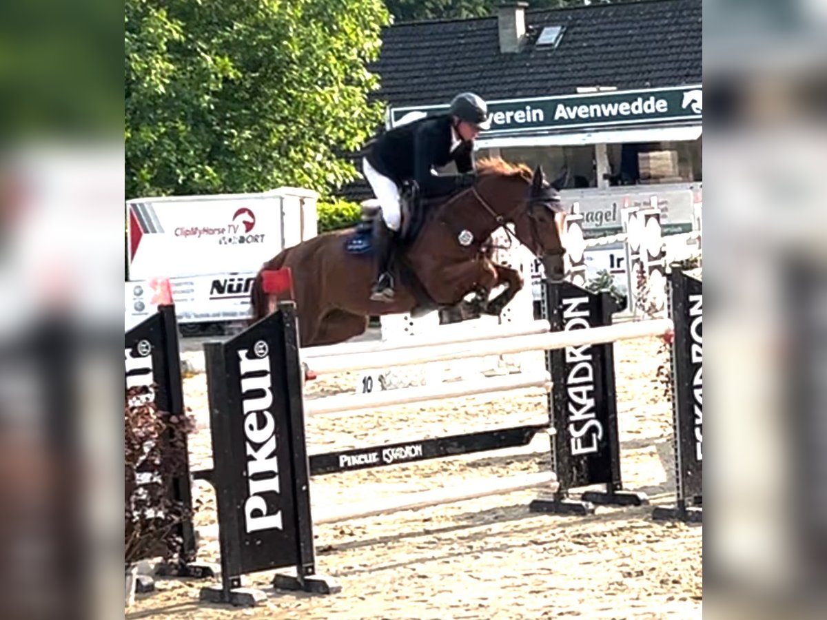 Caballo de salto Oldenburgo Yegua 9 años 170 cm Alazán in Hüllhorst