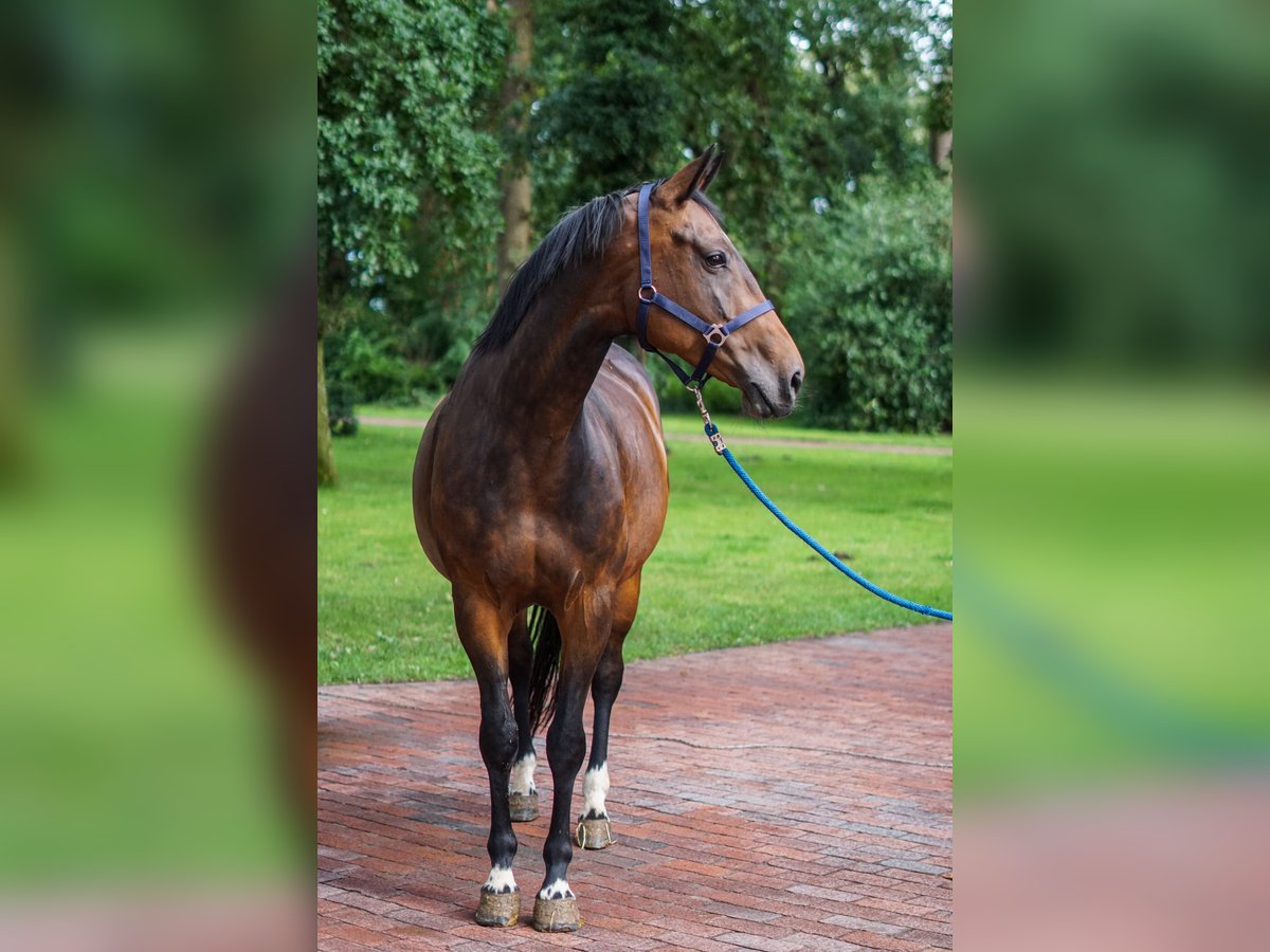 Caballo de salto Oldenburgo Yegua 9 años 172 cm Castaño oscuro in Löningen