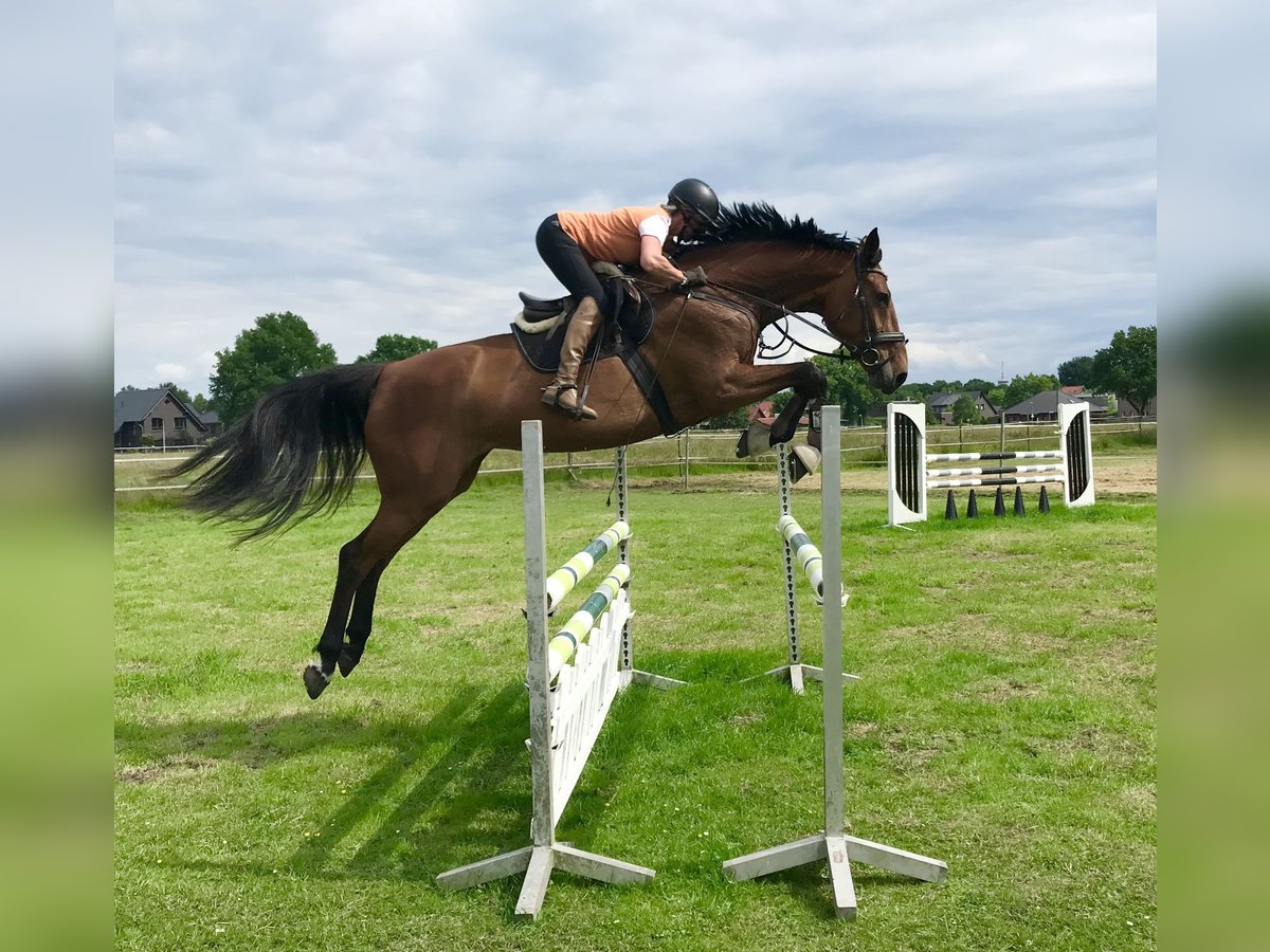 Caballo de salto Oldenburgo Yegua 9 años 174 cm Castaño in Rastede