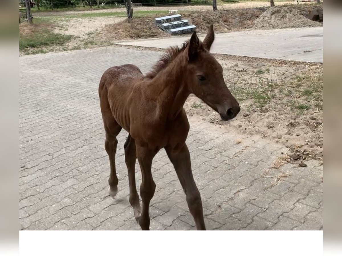 Caballo de salto Oldenburgo Yegua  Alazán in Dahlenburg