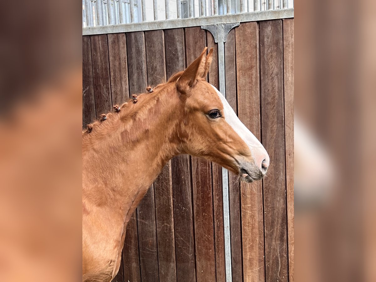 Caballo de salto Oldenburgo Yegua Potro (06/2024) Alazán in Dahlenburg