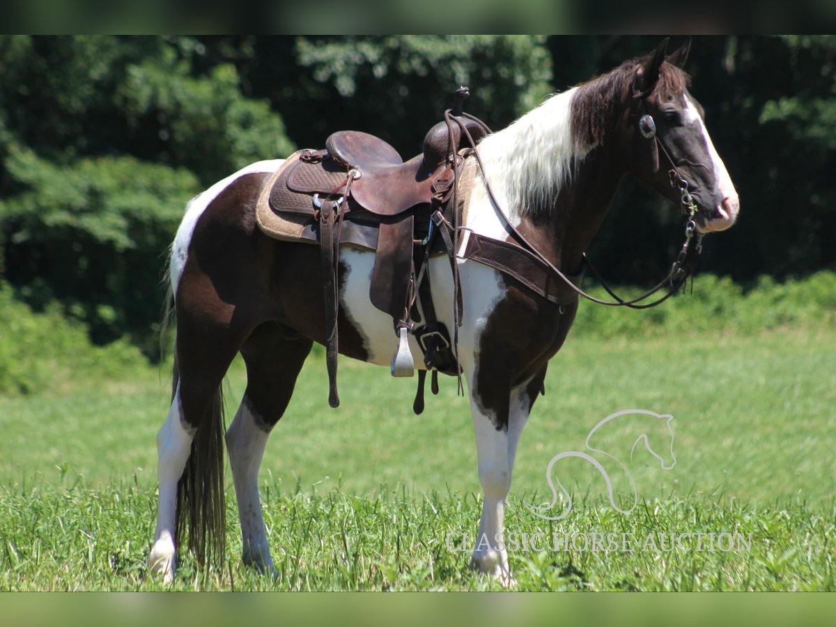 Caballo de silla manchada Caballo castrado 11 años 152 cm Tobiano-todas las-capas in Whitley CitY, KY