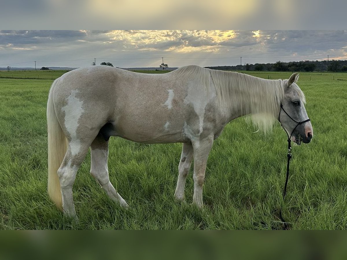Caballo de silla manchada Caballo castrado 15 años 152 cm Pío in Spicewood