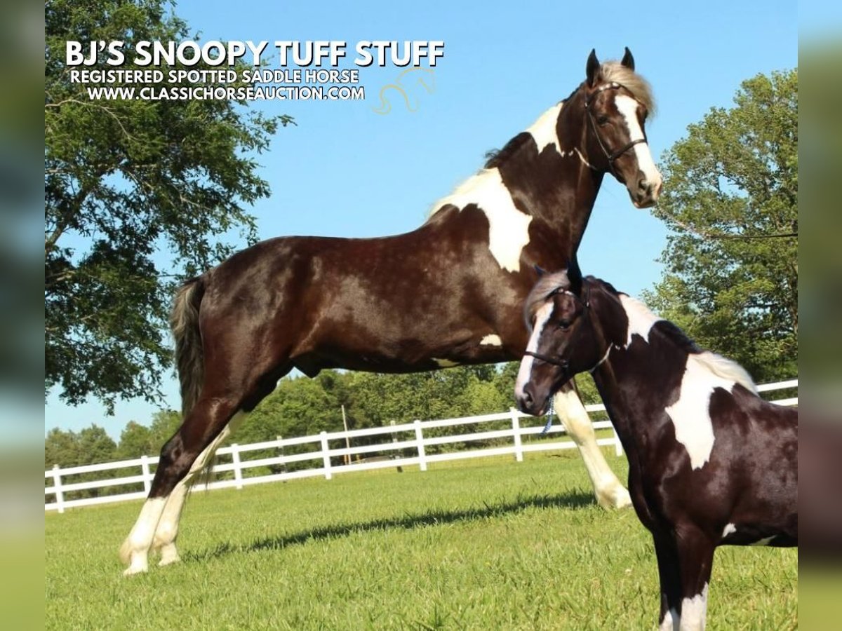 Caballo de silla manchada Caballo castrado 7 años 152 cm Tobiano-todas las-capas in Lewisburg, TN