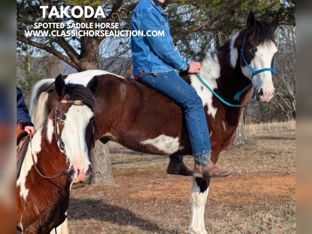 Caballo de silla manchada Caballo castrado 9 años 142 cm Tobiano-todas las-capas in Spencer, TN