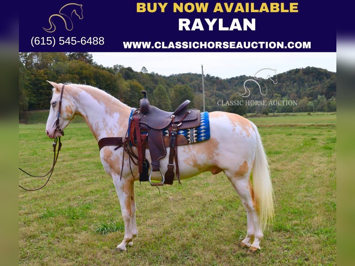 Caballo de silla manchada Caballo castrado 9 años 152 cm Palomino in Salyersville, KY