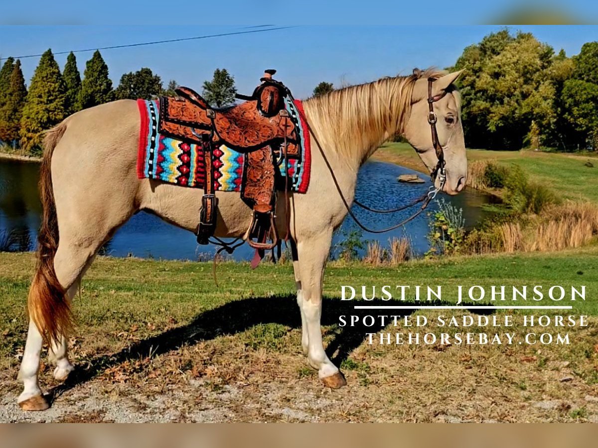 Caballo de silla manchada Caballo castrado 9 años 155 cm Champán in Evansville, IN