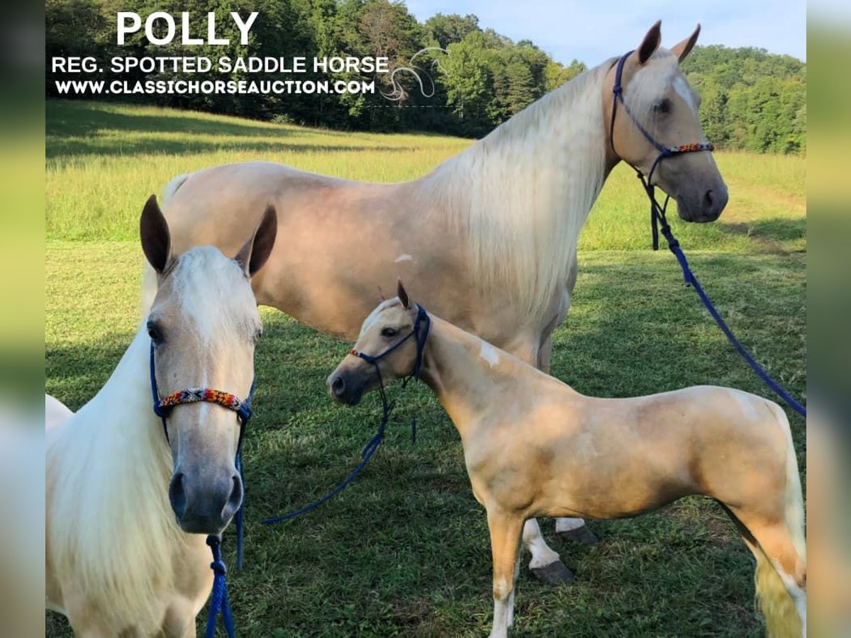 Caballo de silla manchada Yegua 3 años 142 cm Palomino in Rockholds, KY