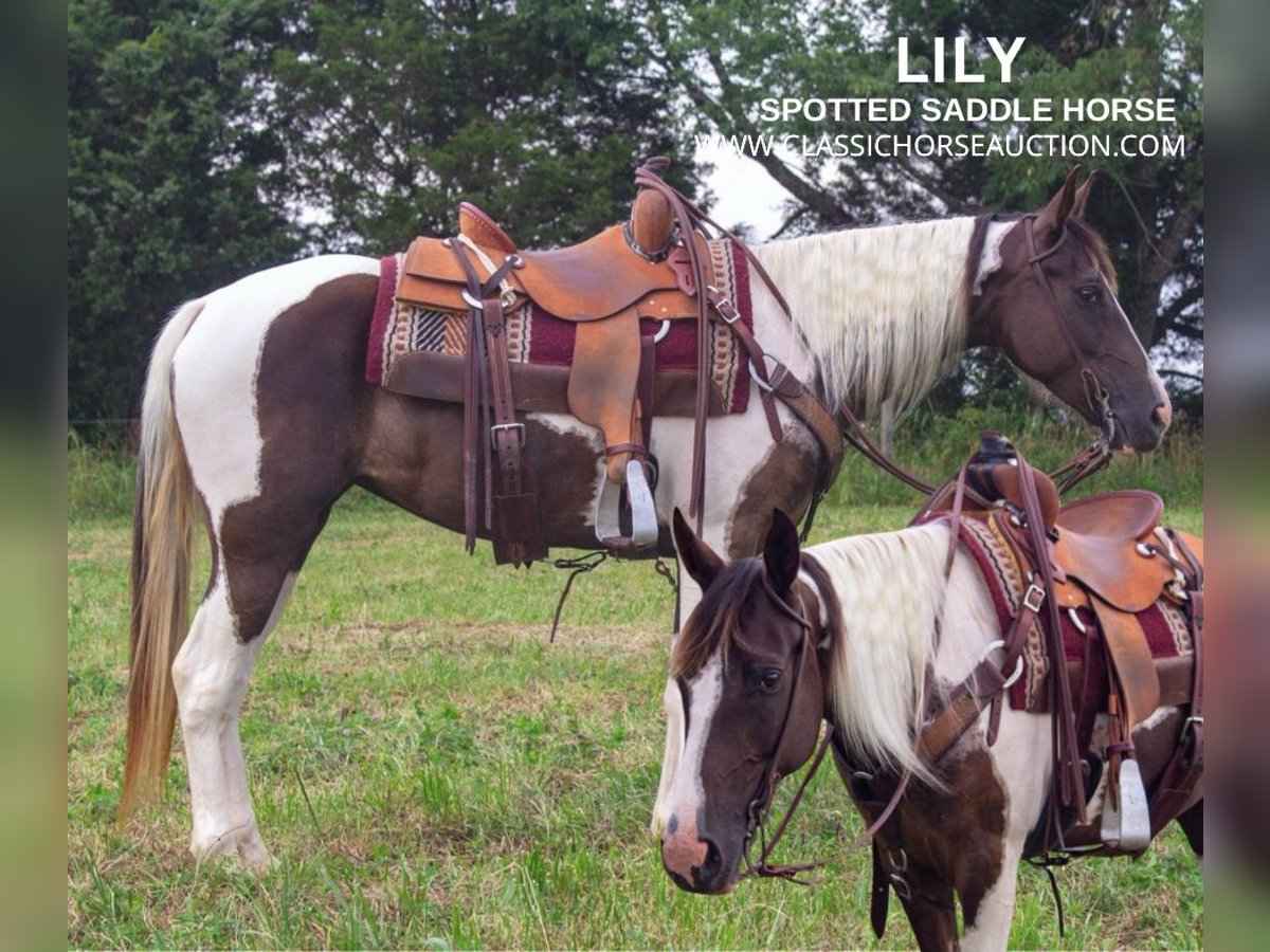 Caballo de silla manchada Yegua 7 años 152 cm Tobiano-todas las-capas in Greensburg, KY