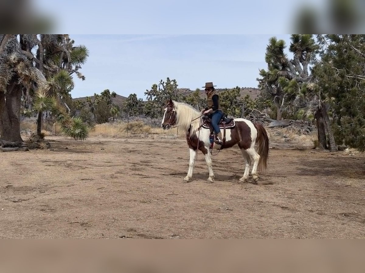 Caballo de silla manchada Yegua 9 años 163 cm Tobiano-todas las-capas in Houston