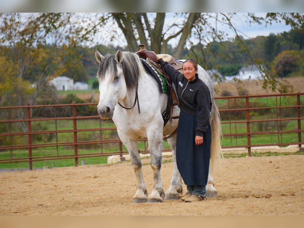 caballo de tiro Mestizo Caballo castrado 10 años 163 cm Tordo in Fresno