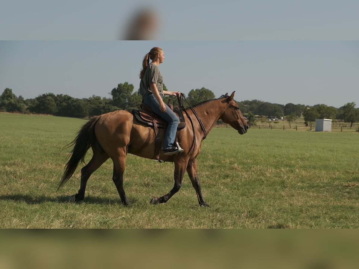 caballo de tiro Mestizo Caballo castrado 14 años 163 cm Bayo in Dublin