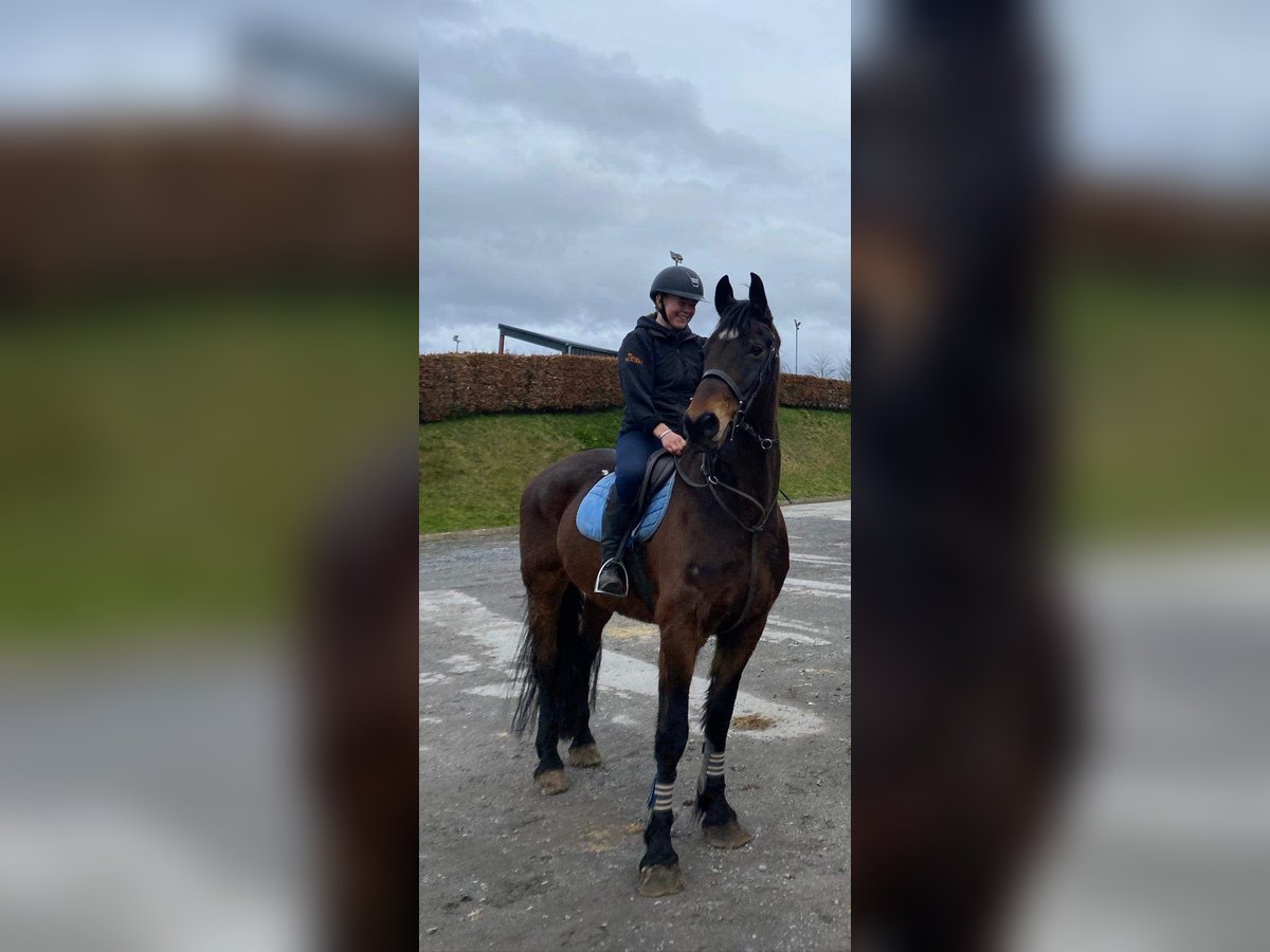 caballo de tiro Caballo castrado 14 años 167 cm Castaño oscuro in Sligo