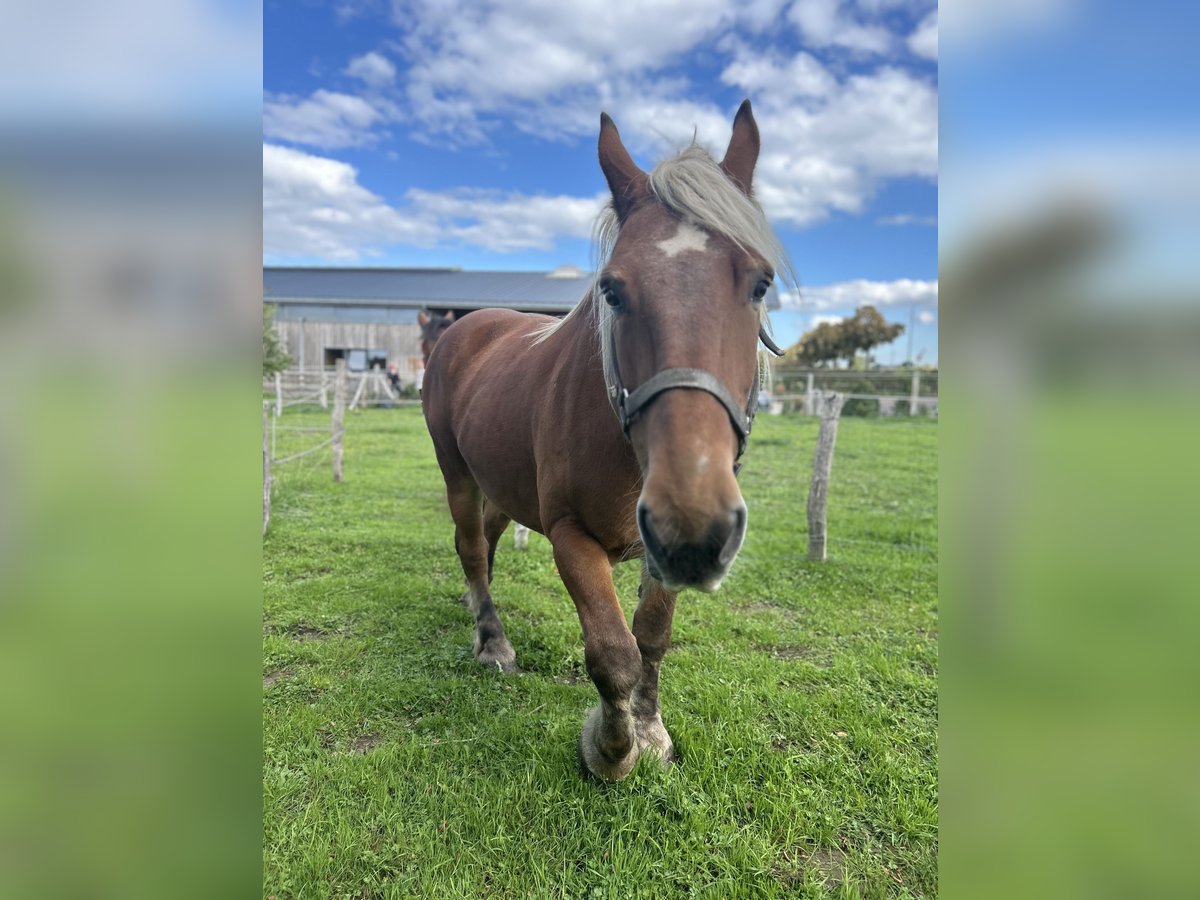 caballo de tiro Caballo castrado 16 años Alazán in Kettenis