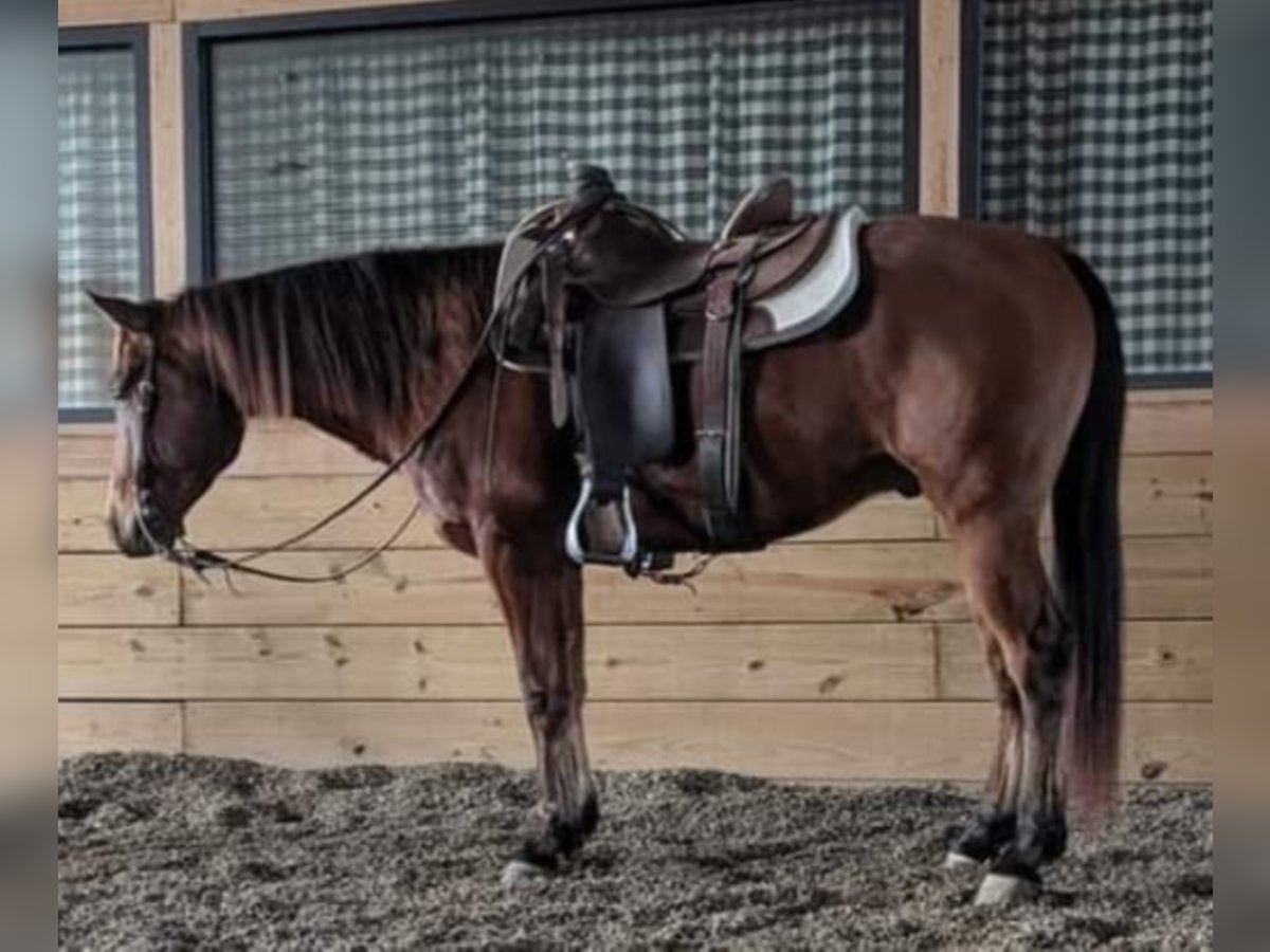caballo de tiro Caballo castrado 21 años 163 cm Tobiano-todas las-capas in walkerton IN