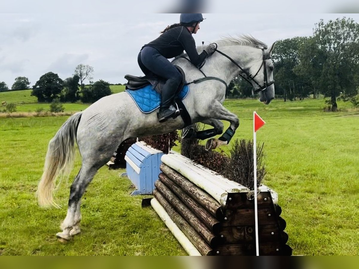 caballo de tiro Caballo castrado 4 años 164 cm Tordo in Sligo