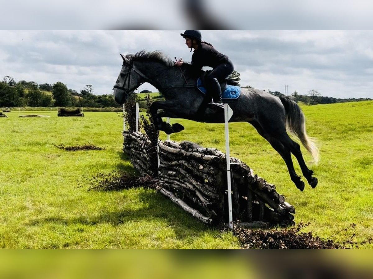 caballo de tiro Caballo castrado 4 años 165 cm Tordillo negro in Sligo
