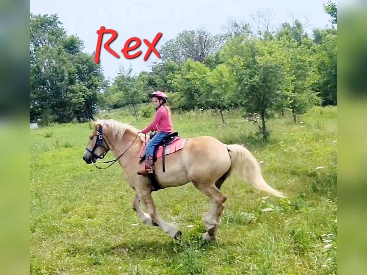 caballo de tiro Mestizo Caballo castrado 4 años 173 cm Palomino in Ava Missouri