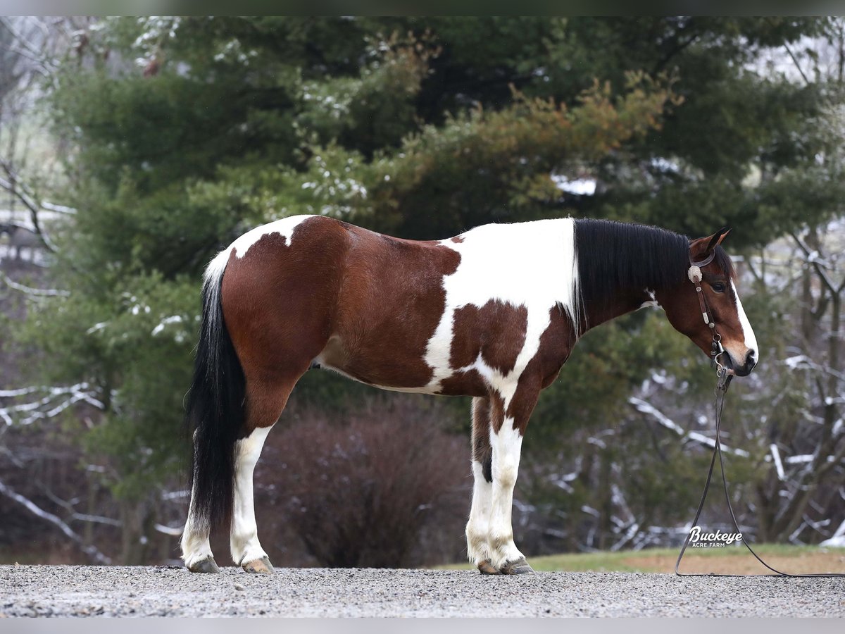 caballo de tiro Mestizo Caballo castrado 5 años 147 cm Tobiano-todas las-capas in Millersburg