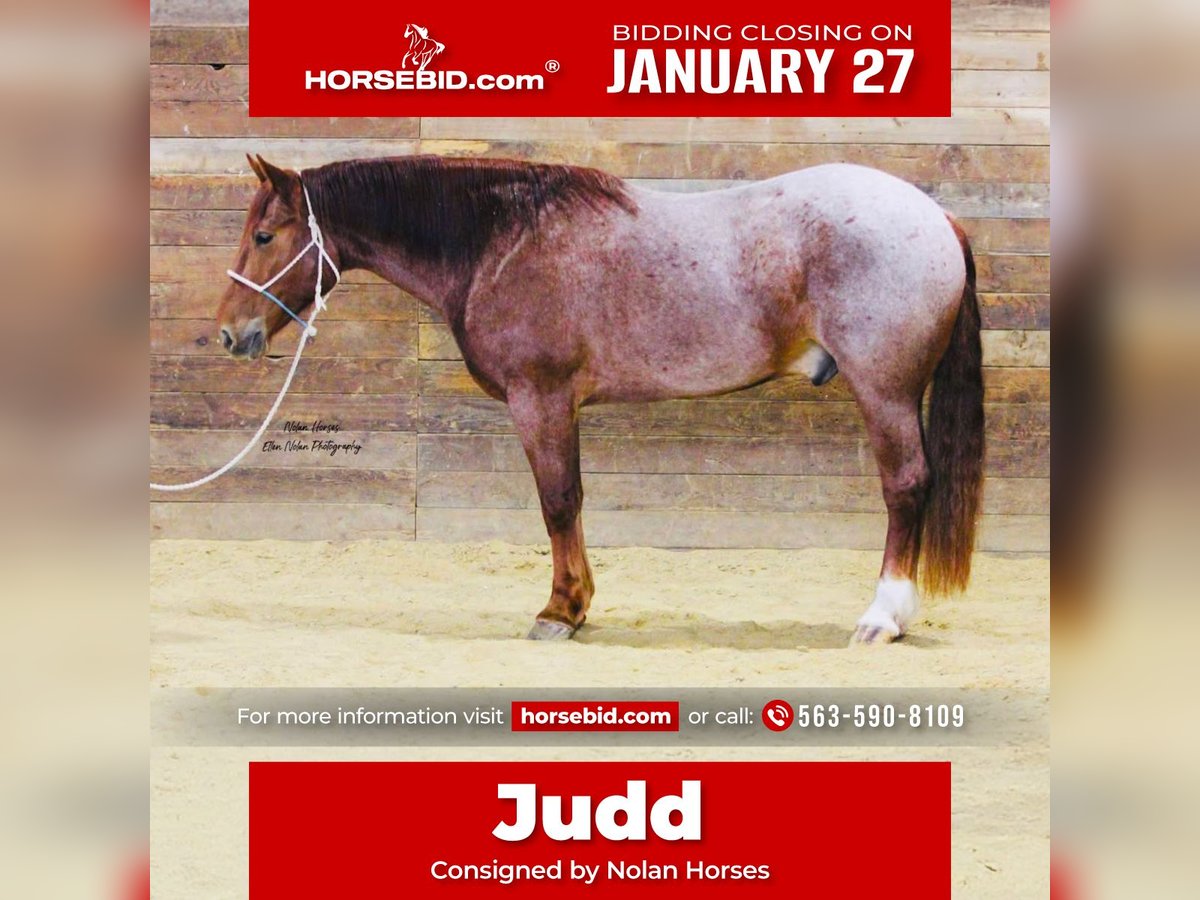 caballo de tiro Mestizo Caballo castrado 5 años 160 cm Ruano alazán in Peosta, IA