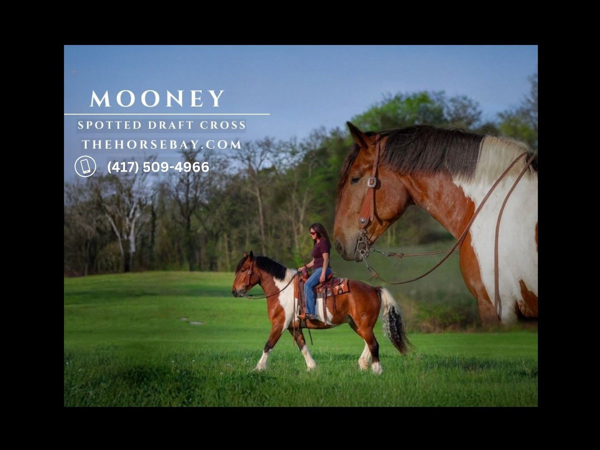 caballo de tiro Mestizo Caballo castrado 5 años 165 cm Castaño rojizo in Auburn, KY