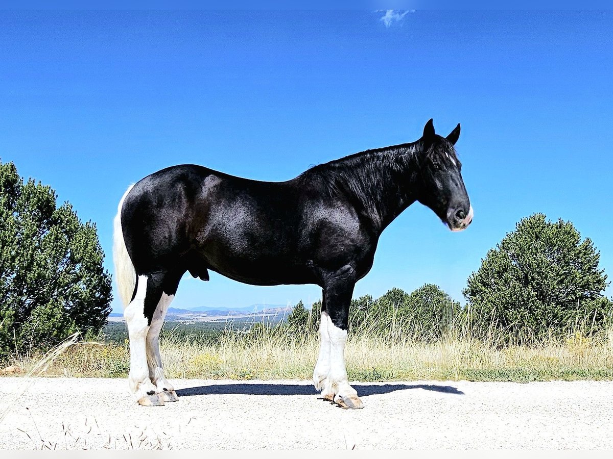 caballo de tiro Caballo castrado 5 años in Los Angeles