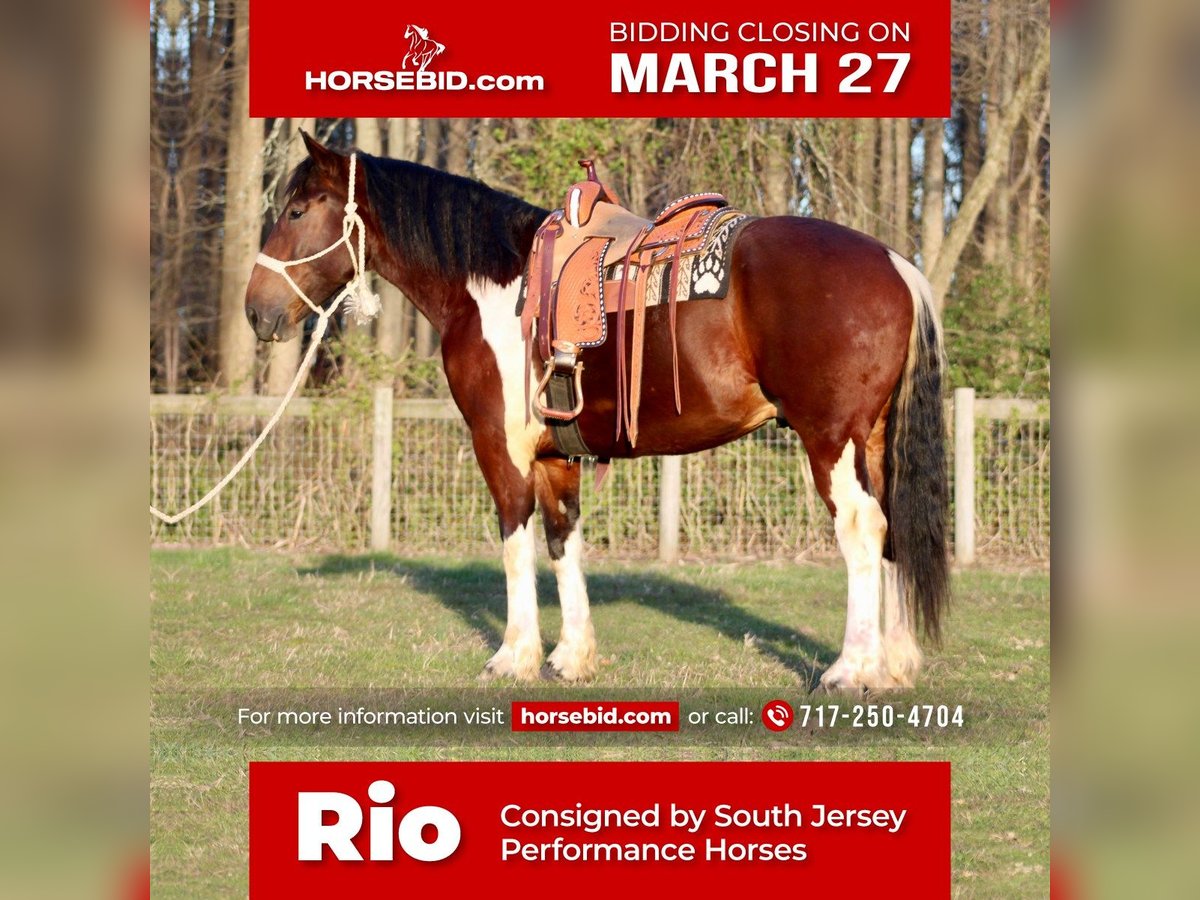 caballo de tiro Mestizo Caballo castrado 6 años 163 cm in Tabernacle, NJ