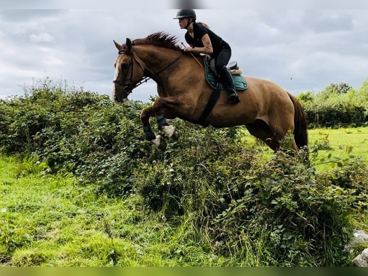 caballo de tiro Caballo castrado 6 años 175 cm Alazán-tostado in Sligo