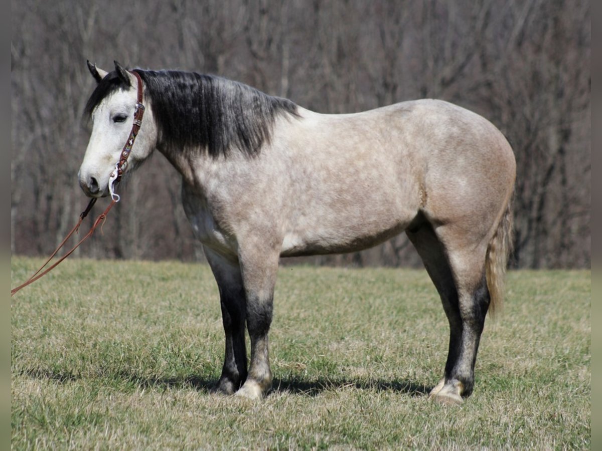 caballo de tiro Caballo castrado 6 años Tordo rodado in Mount vernon KY