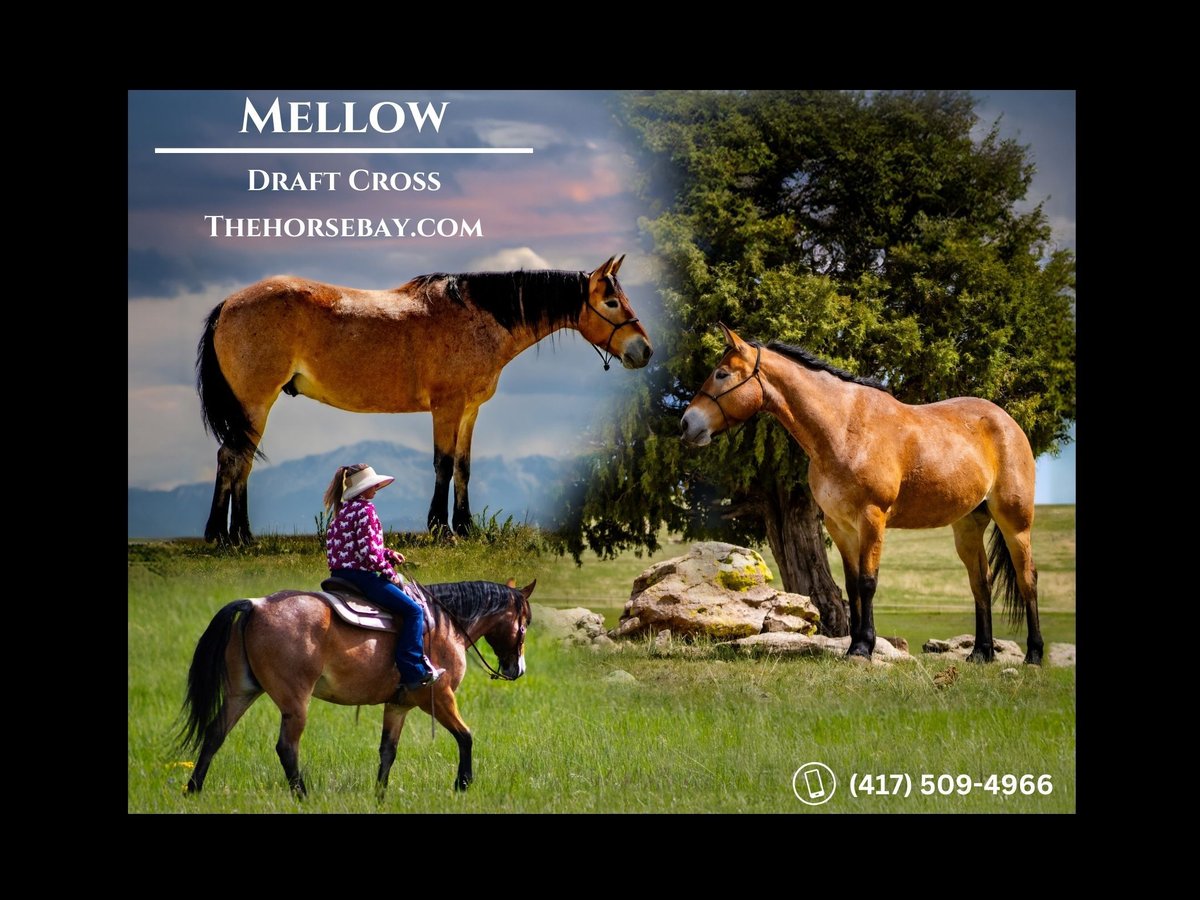 caballo de tiro Mestizo Caballo castrado 8 años 157 cm Ruano alazán in Elbert, CO