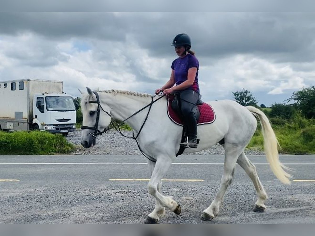 caballo de tiro Caballo castrado 8 años 177 cm Tordo in Sligo