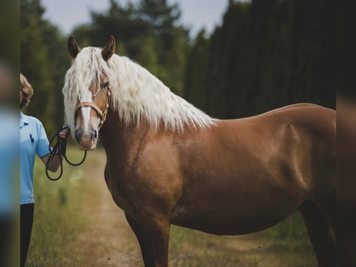 caballo de tiro Yegua 10 años 166 cm Alazán-tostado in Kõpu