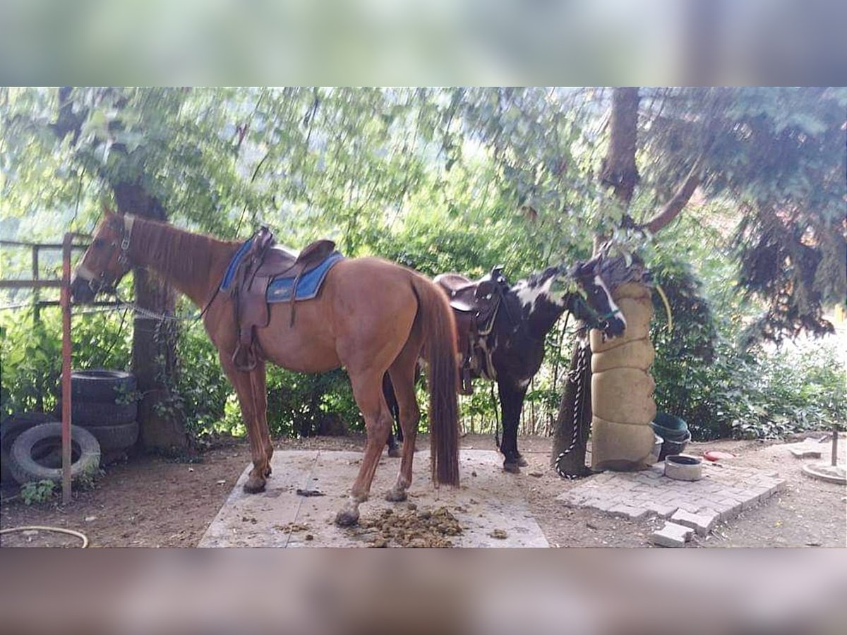 caballo de tiro Mestizo Yegua 23 años Alazán rojizo in Ruhstattvölkermarkt