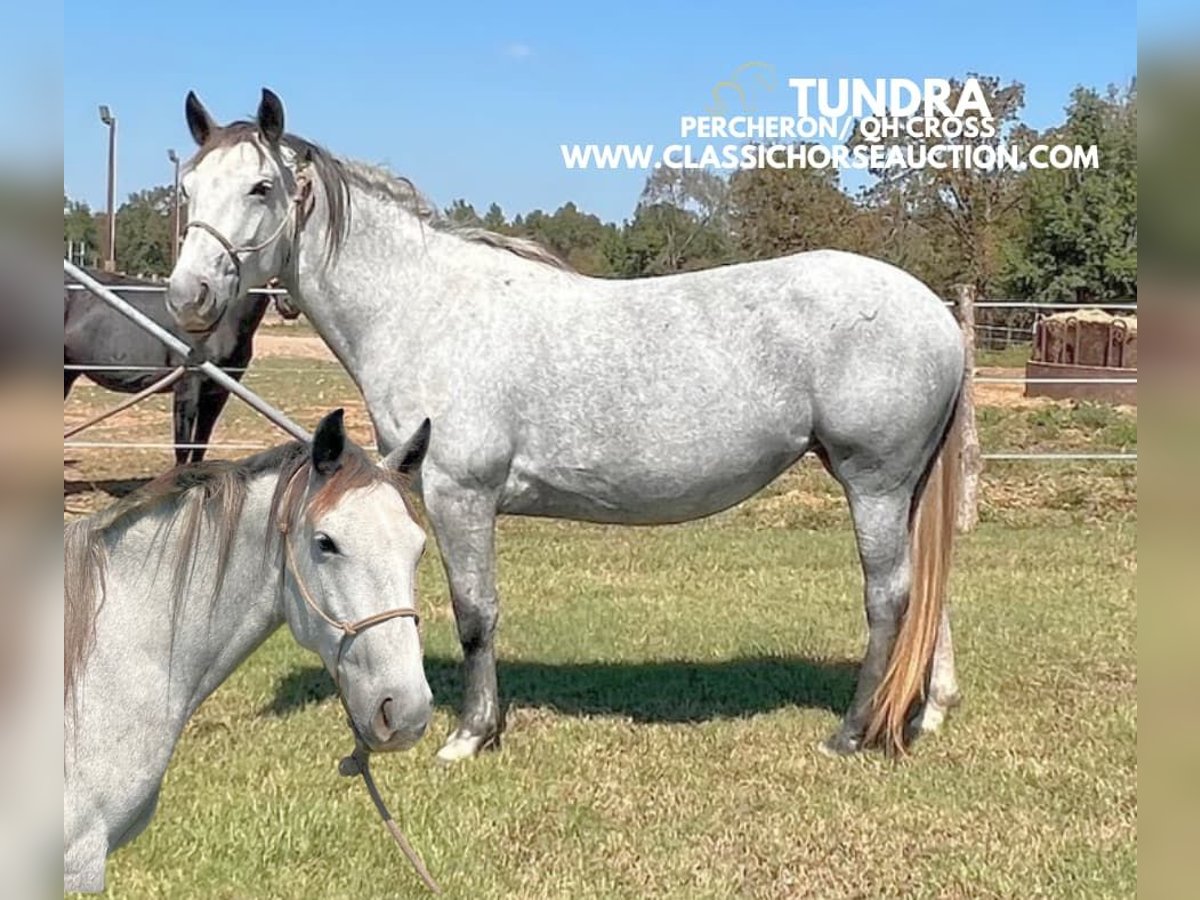 caballo de tiro Yegua 4 años 152 cm Tordo in New Summerfield, TX