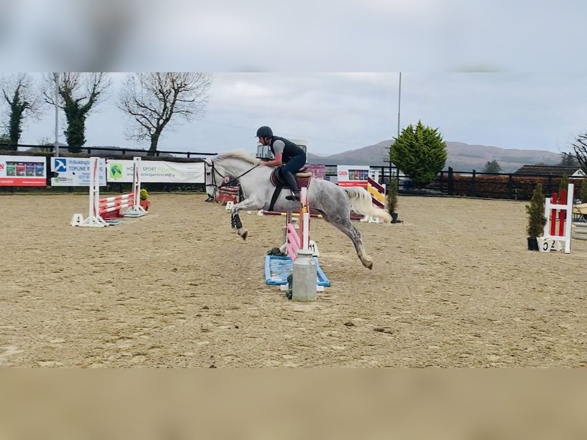 caballo de tiro Yegua 8 años 166 cm White/Blanco in Sligo