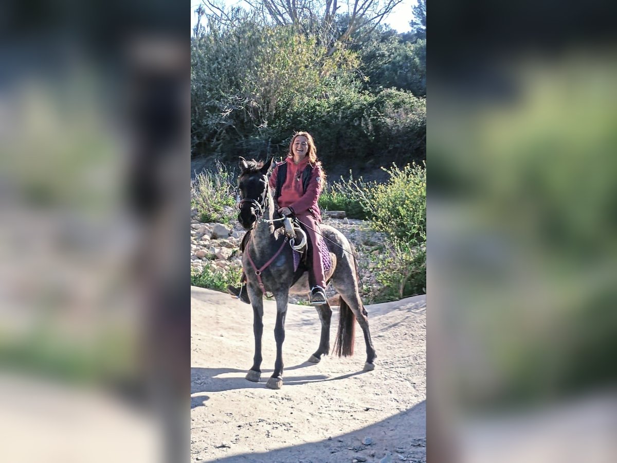 Caballo de velocidad en estantería Yegua 4 años 139 cm Ruano azulado in Trier