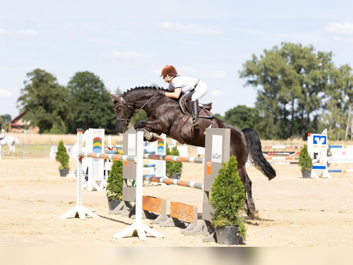 Caballo de Wurtemberg Caballo castrado 11 años 161 cm Castaño oscuro in Hamm