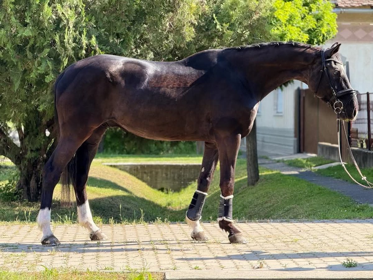 Caballo de Wurtemberg Caballo castrado 12 años 170 cm Negro in Bócsa
