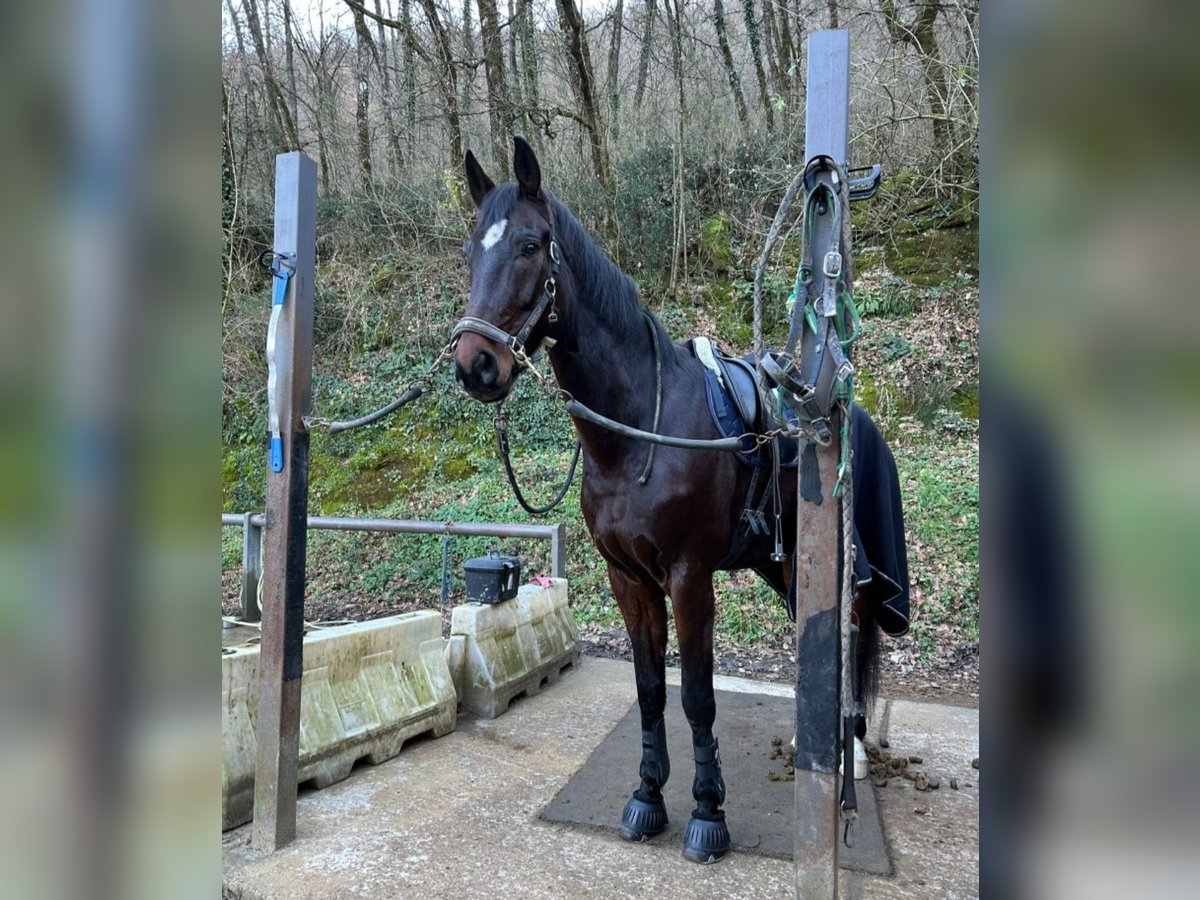 Caballo de Wurtemberg Caballo castrado 12 años 180 cm Castaño oscuro in Sieci