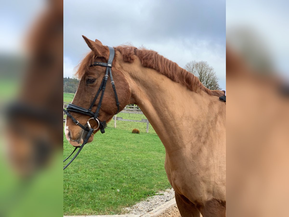 Caballo de Wurtemberg Caballo castrado 13 años 172 cm Alazán in Egling