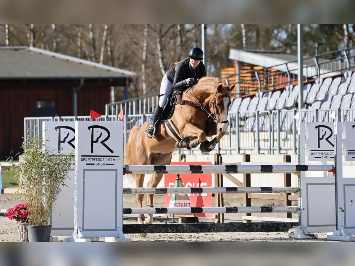 Caballo de Wurtemberg Caballo castrado 13 años 174 cm Alazán in Gifhorn