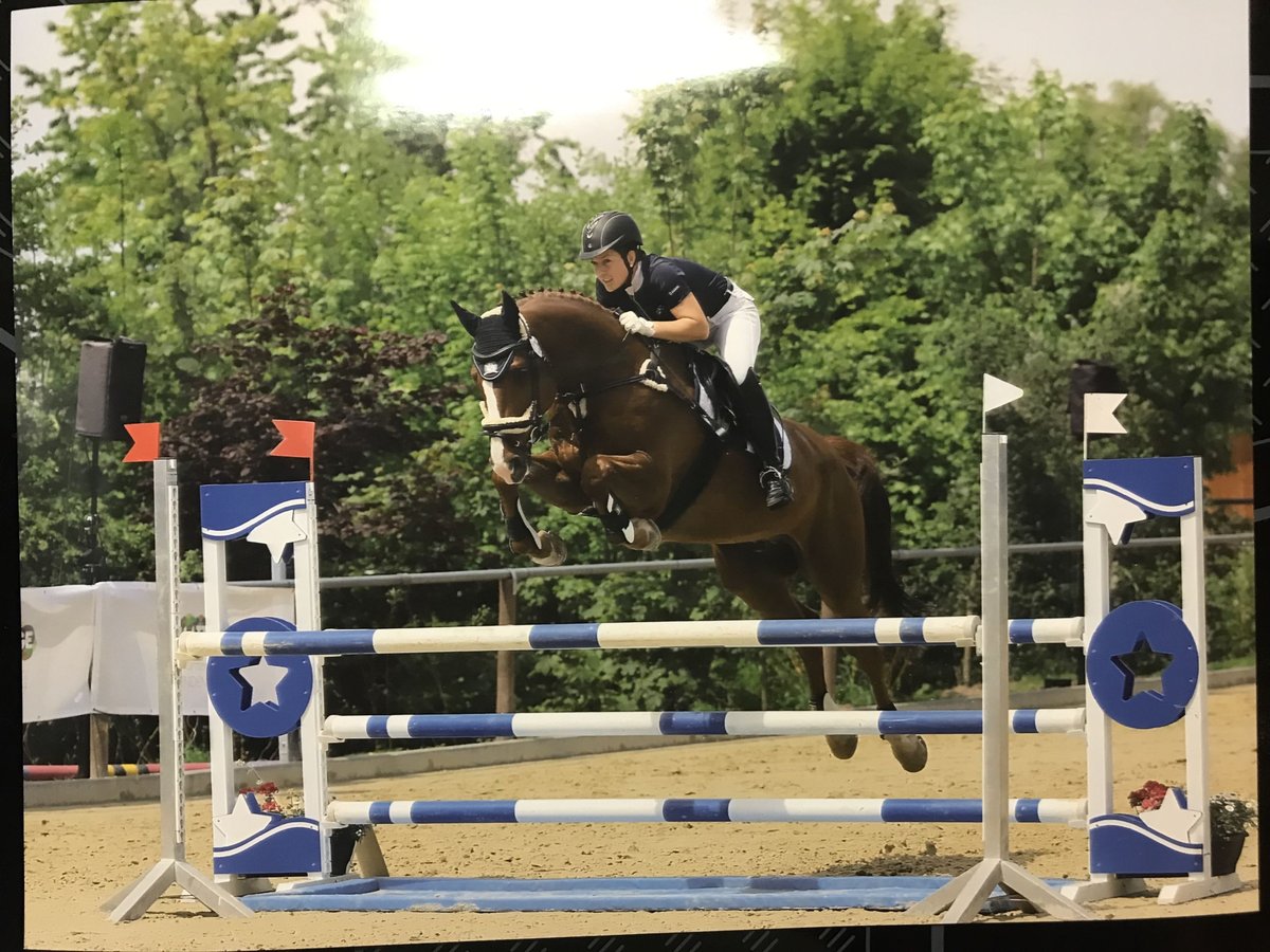 Caballo de Wurtemberg Caballo castrado 13 años 174 cm Alazán-tostado in Schorndorf