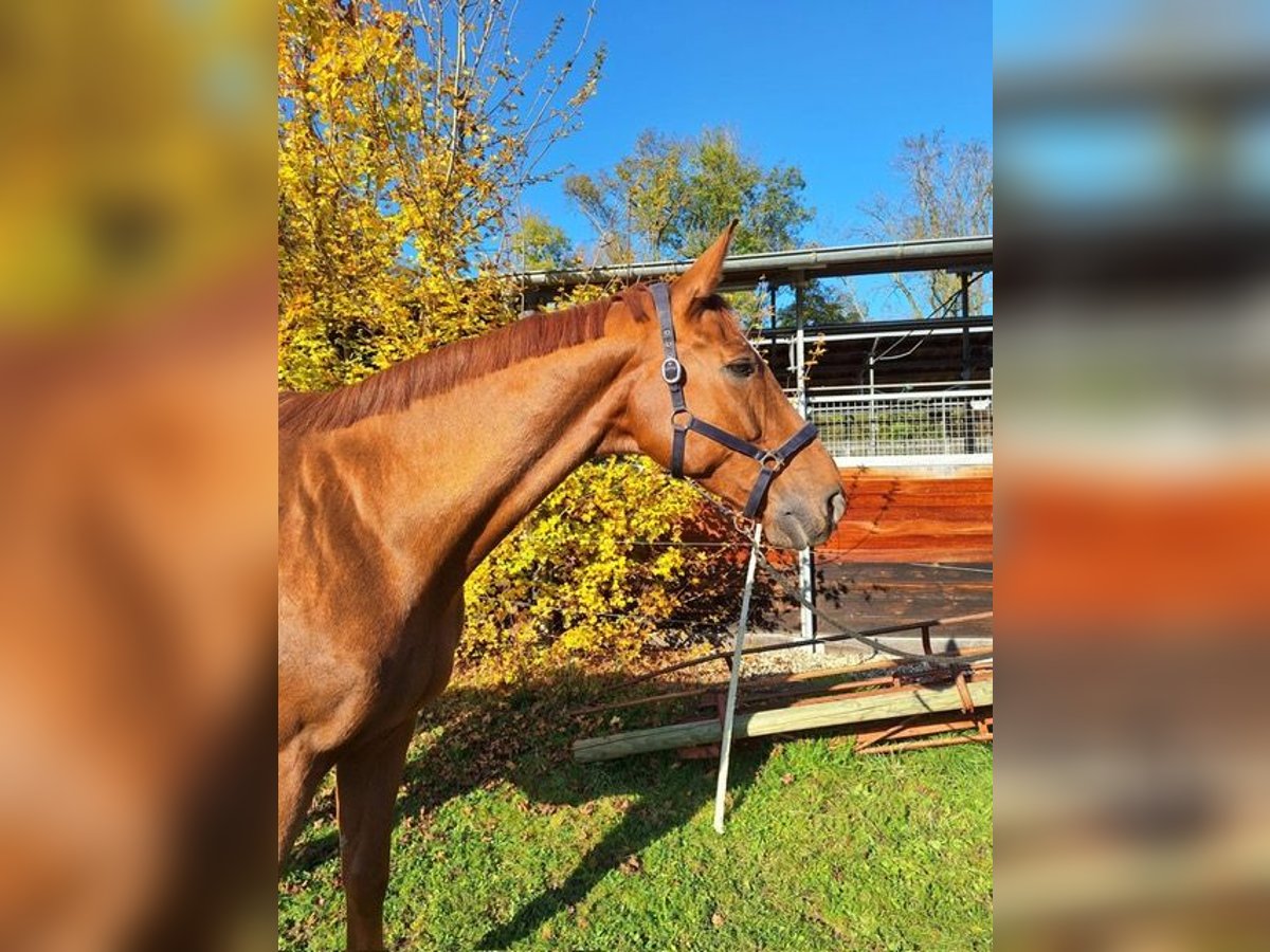 Caballo de Wurtemberg Caballo castrado 13 años 181 cm Alazán in Ostfildern