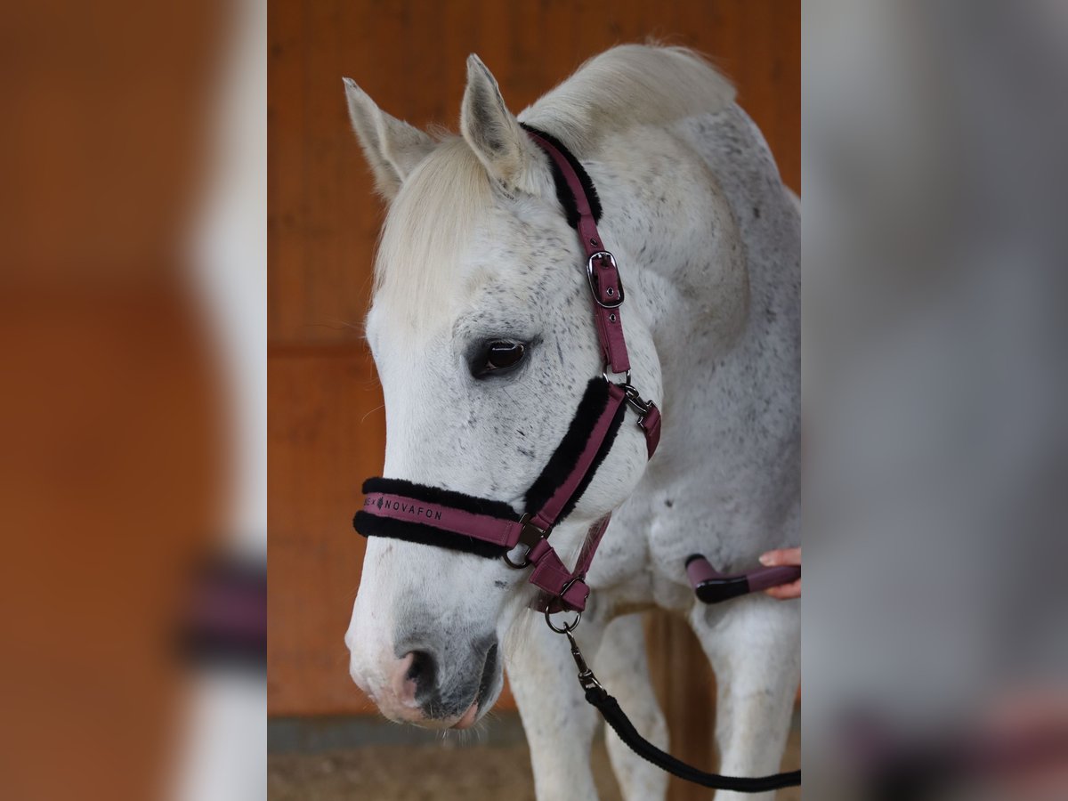 Caballo de Wurtemberg Caballo castrado 14 años 163 cm Tordo in Weil der Stadt