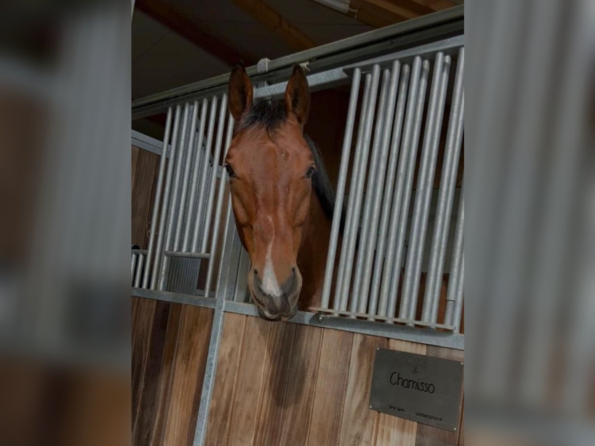 Caballo de Wurtemberg Caballo castrado 14 años 164 cm Castaño in Bad Schussenried