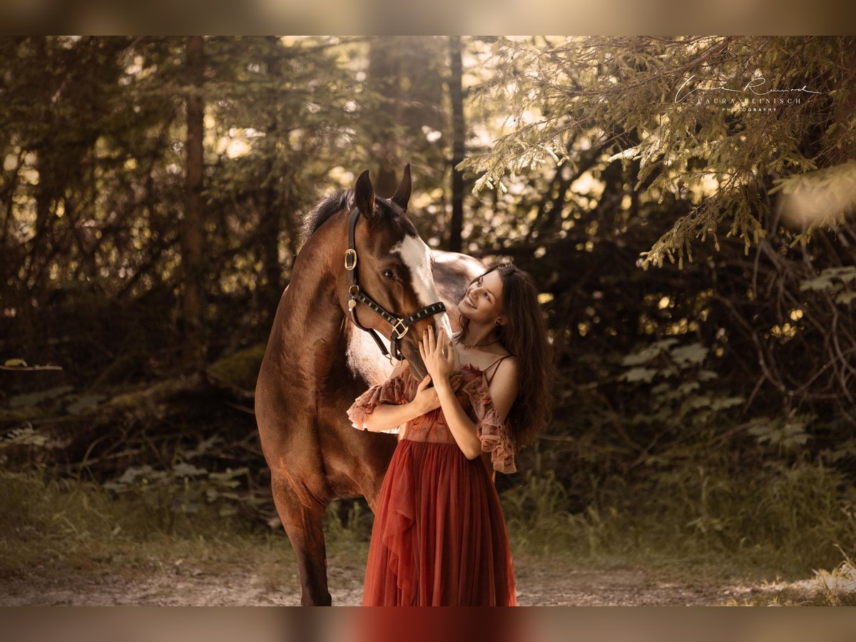 Caballo de Wurtemberg Caballo castrado 14 años 167 cm Castaño oscuro in Bischofswiesen