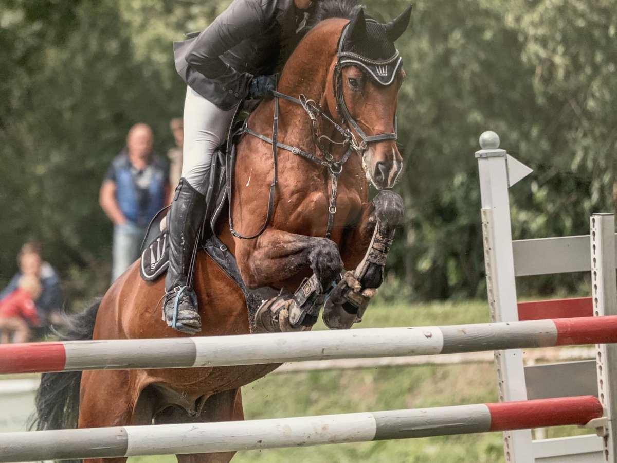 Caballo de Wurtemberg Caballo castrado 15 años 167 cm Castaño in Eppingen